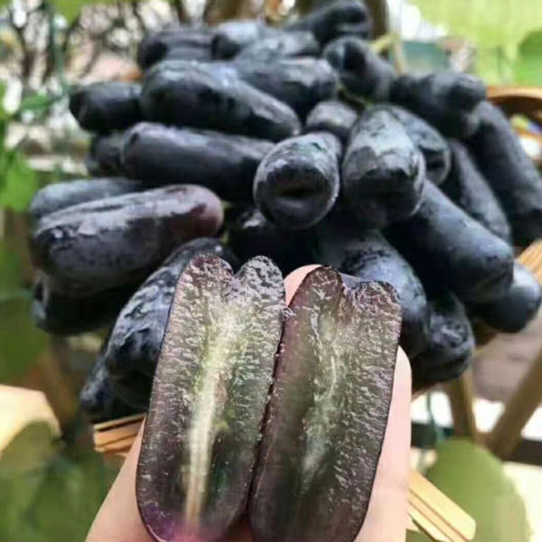 Touchhealthy Supply Lady Finger Raisin Seedlings/Grape Seedlings