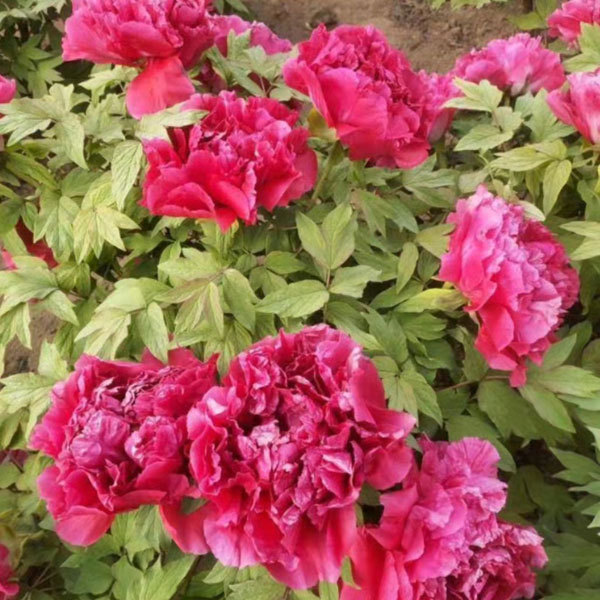 Touchhealthy Supply Beautiful Flower Seedlings Peony Seedling