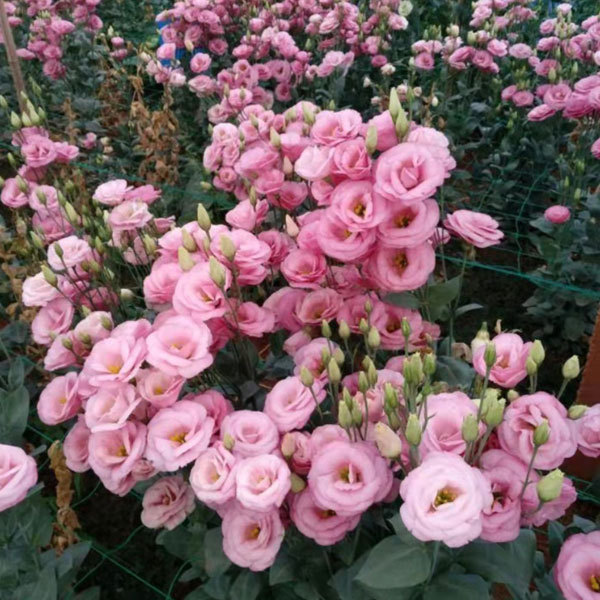 Touchhealthy Supply Eustoma Grandiflorum Seedling/Lisianthus Seedling