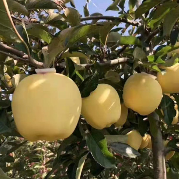 Touchhealthy Supply Golden Apple Seedlings/Venus Apple Roots