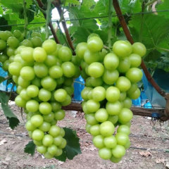 Touchhealthy Supply Sweetness Sun Rose Grape Seedlings