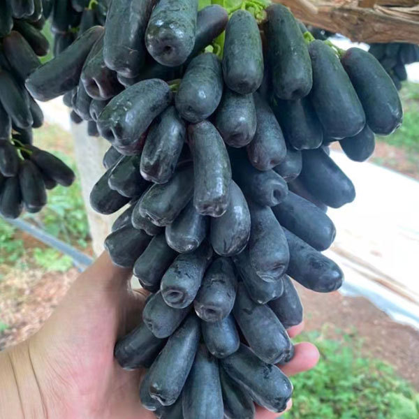 Touchhealthy Supply Lady Finger Raisin Seedlings/Grape Seedlings