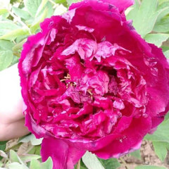 Touchhealthy Supply Beautiful Flower Seedlings Peony Seedling