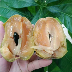 Touchhealthy Supply Sapodilla Seedling/Naseberry Seedling