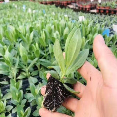 Touchhealthy Supply Eustoma Grandiflorum Seedling/Lisianthus Seedling