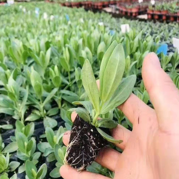 Touchhealthy Supply Eustoma Grandiflorum Seedling/Lisianthus Seedling