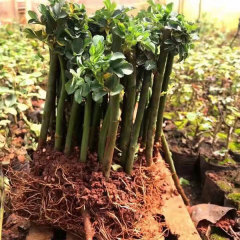 Touchhealthy Supply Rosa Multiflora Seedling/Climbing Rose Seedling