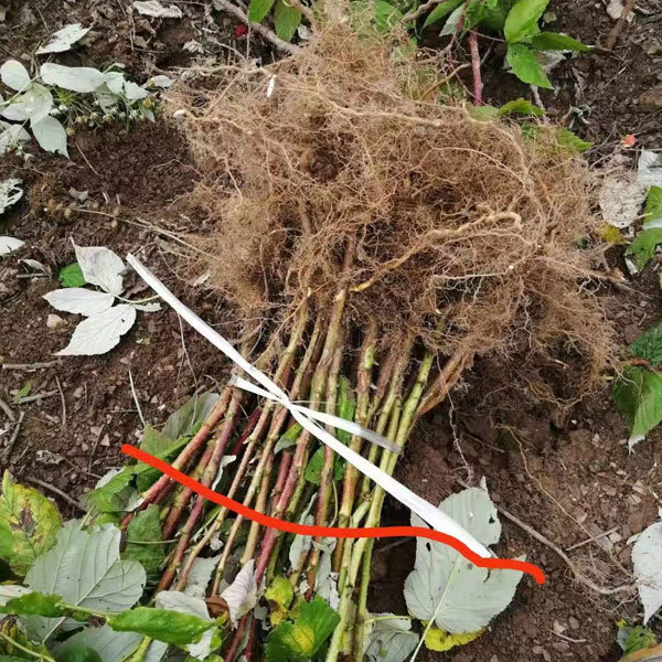 Touchhealthy Supply Black Raspberry Seedlings