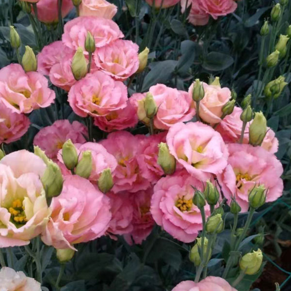 Touchhealthy Supply Eustoma Grandiflorum Seedling/Lisianthus Seedling