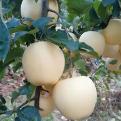 Touchhealthy Supply Golden Apple Seedlings/Venus Apple Roots