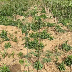 Touchhealthy Suply Red Love Apple Seedlings