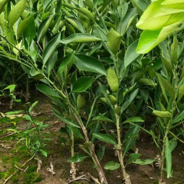 Touchhealthy Supply Sweet Orange Seedlings/Navel orange seedlings