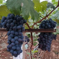 Touchhealthy Supply Xiahei Grape Seedling/ Purple Grape Seedlings