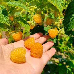 Touchhealthy Supply Yellow Raspberry Seedlings