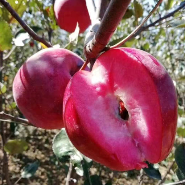 Touchhealthy Suply Red Love Apple Seedlings