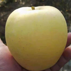 Touchhealthy Supply Golden Apple Seedlings/Venus Apple Roots