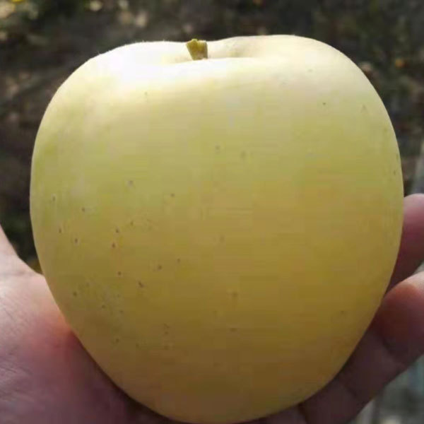 Touchhealthy Supply Golden Apple Seedlings/Venus Apple Roots