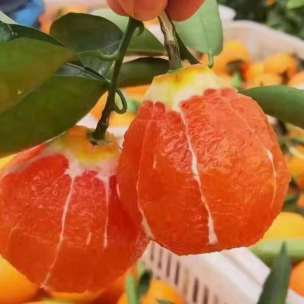 Touchhealthy Supply Red Orange Seedlings