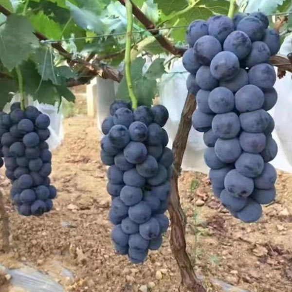 Touchhealthy Supply Xiahei Grape Seedling/ Purple Grape Seedlings