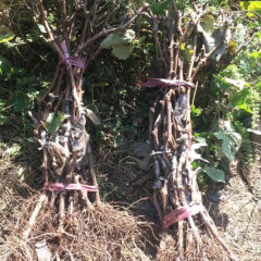 Touchhealthy Supply Sweetness Sun Rose Grape Seedlings