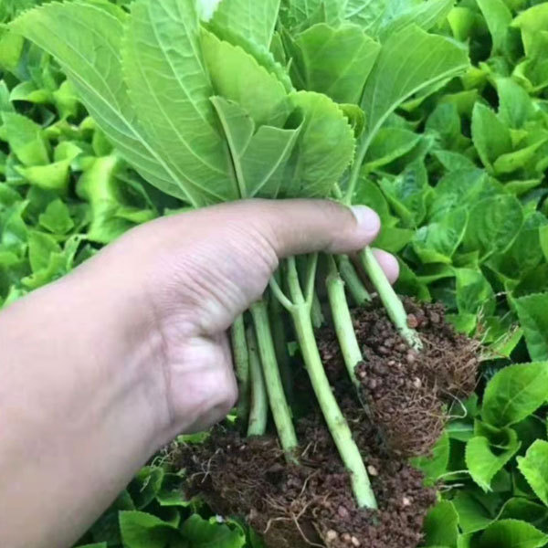 Touchhealthy Supply Hydrangea Seedling/Hydrangea Macrophylla Seedling