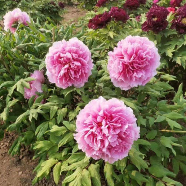 Touchhealthy Supply Beautiful Flower Seedlings Peony Seedling