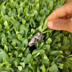 Touchhealthy Supply Eustoma Grandiflorum Seedling/Lisianthus Seedling