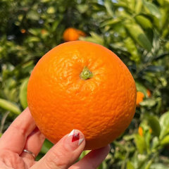 Touchhealthy Supply Red Orange Seedlings