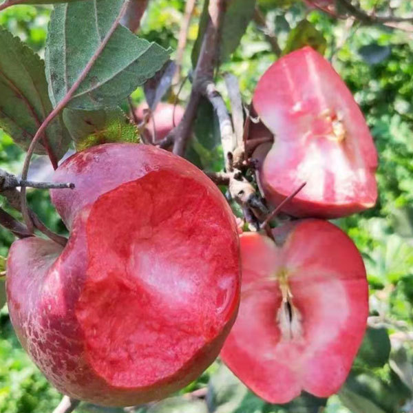 Touchhealthy Suply Red Love Apple Seedlings