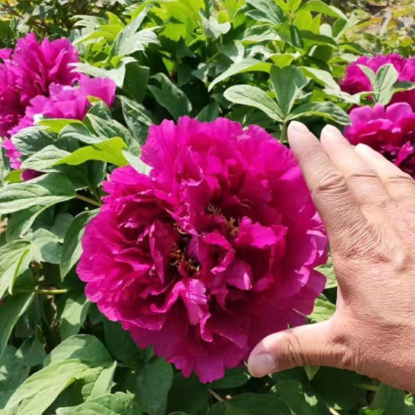 Touchhealthy Supply Beautiful Flower Seedlings Peony Seedling