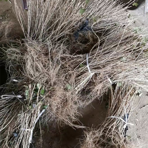 Touchhealthy Supply Physali Alkekengi Seedling/Cape Gooseberry Seedling/Physalis Peruviana Seedling