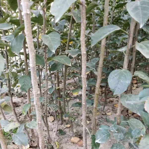 Touchhealthy Suply Red Love Apple Seedlings