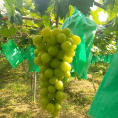 Touchhealthy Supply Sweetness Sun Rose Grape Seedlings