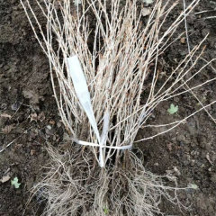 Touchhealthy Supply Physali Alkekengi Seedling/Cape Gooseberry Seedling/Physalis Peruviana Seedling