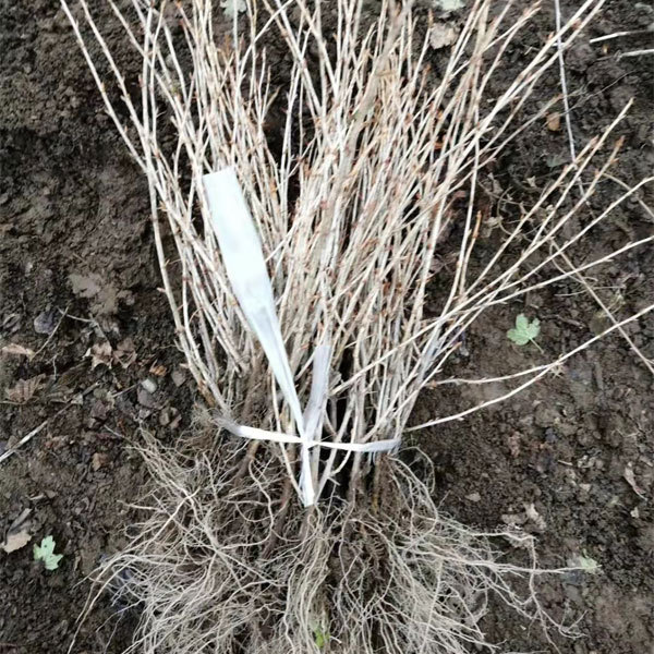 Touchhealthy Supply Physali Alkekengi Seedling/Cape Gooseberry Seedling/Physalis Peruviana Seedling