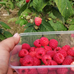 Touchhealthy Supply Red Raspberry Seedlings