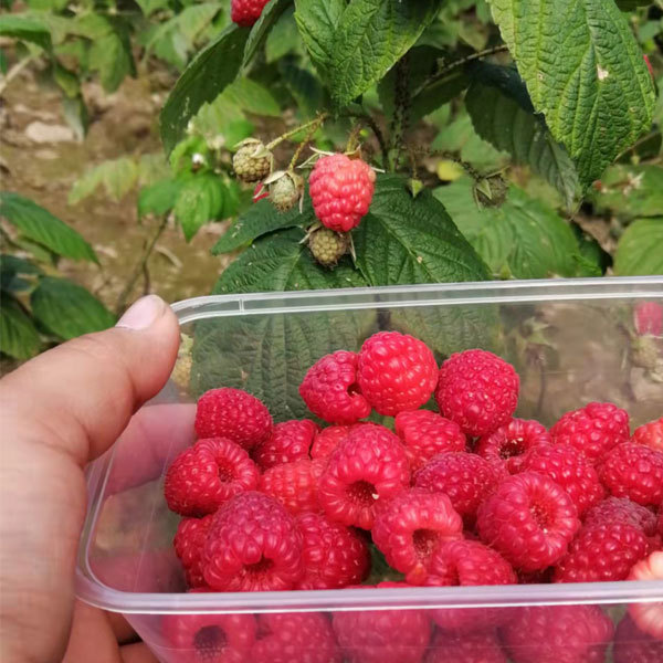 Touchhealthy Supply Red Raspberry Seedlings