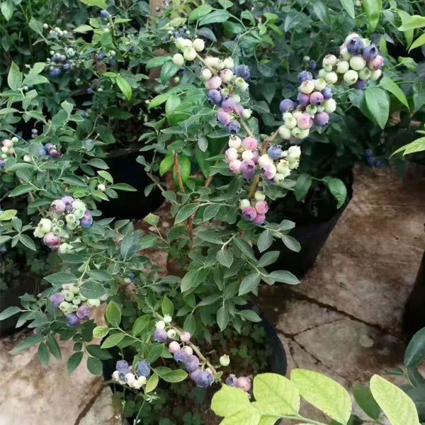 Touchhealthy Supply Blueberry Seedlings