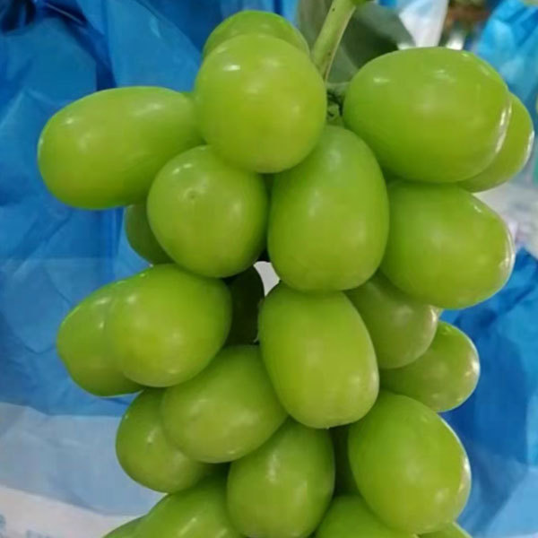 Touchhealthy Supply Sweetness Sun Rose Grape Seedlings