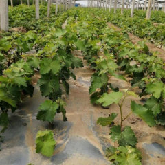 Touchhealthy Supply Lady Finger Raisin Seedlings/Grape Seedlings