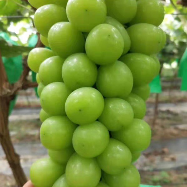 Touchhealthy Supply Sweetness Sun Rose Grape Seedlings