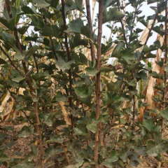 Touchhealthy Supply Golden Apple Seedlings/Venus Apple Roots