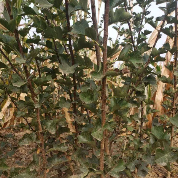 Touchhealthy Supply Golden Apple Seedlings/Venus Apple Roots