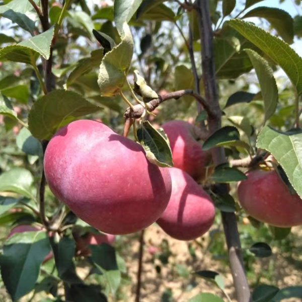 Touchhealthy Suply Red Love Apple Seedlings