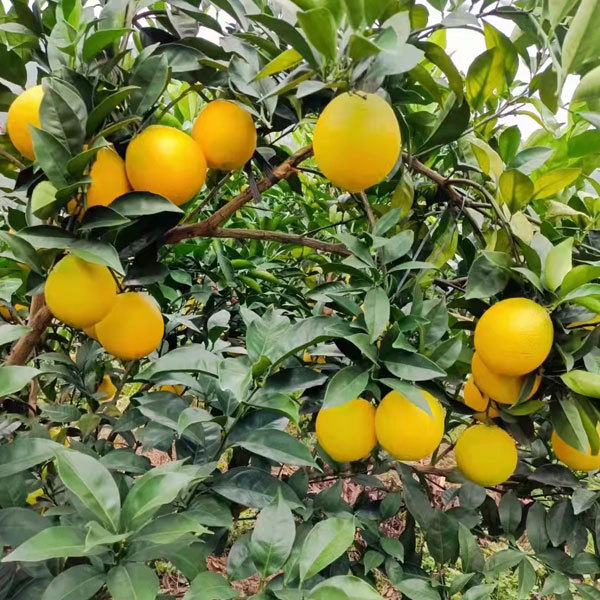 Touchhealthy Supply Sweet Orange Seedlings/Navel orange seedlings