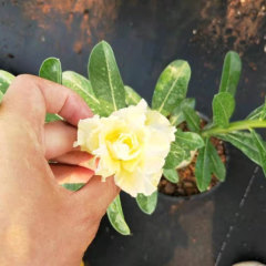 Touchhealthy Supply Adenium Obesum Seedling/Desert Rose Seedling
