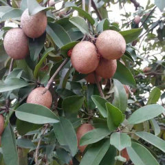 Touchhealthy Supply Sapodilla Seedling/Naseberry Seedling