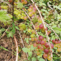 Touchhealthy Supply Physali Alkekengi Seedling/Cape Gooseberry Seedling/Physalis Peruviana Seedling