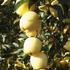 Touchhealthy Supply Golden Apple Seedlings/Venus Apple Roots