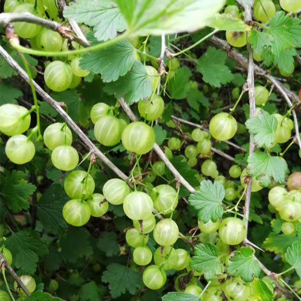 Touchhealthy Supply Physali Alkekengi Seedling/Cape Gooseberry Seedling/Physalis Peruviana Seedling